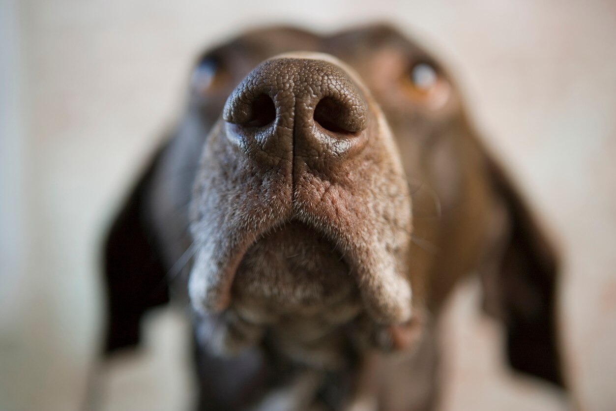 Nose Cancer in Dogs (Nasal Adenocarcinoma)